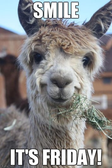 Llama Friday