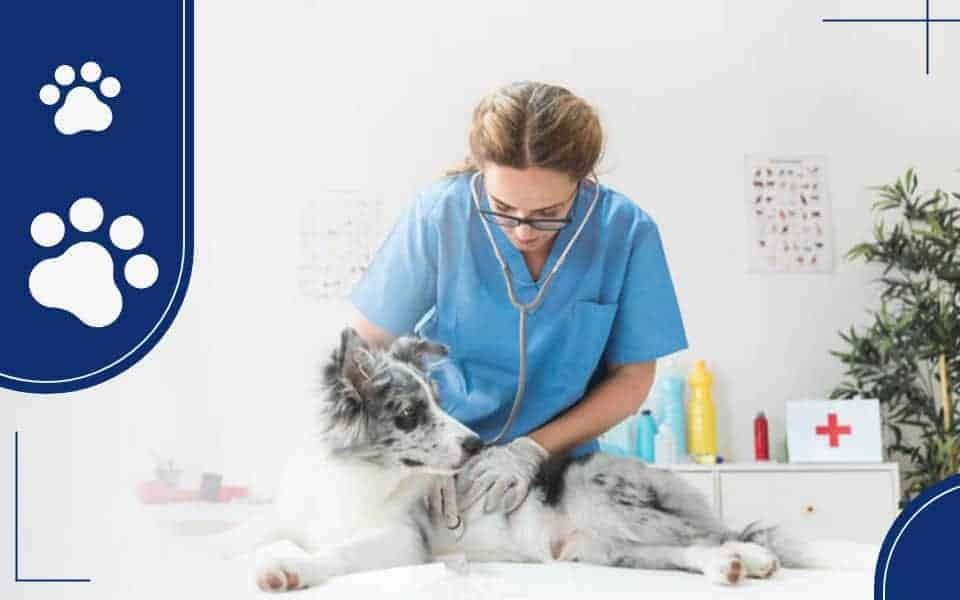Top 5 Veterinary Clinics in US
