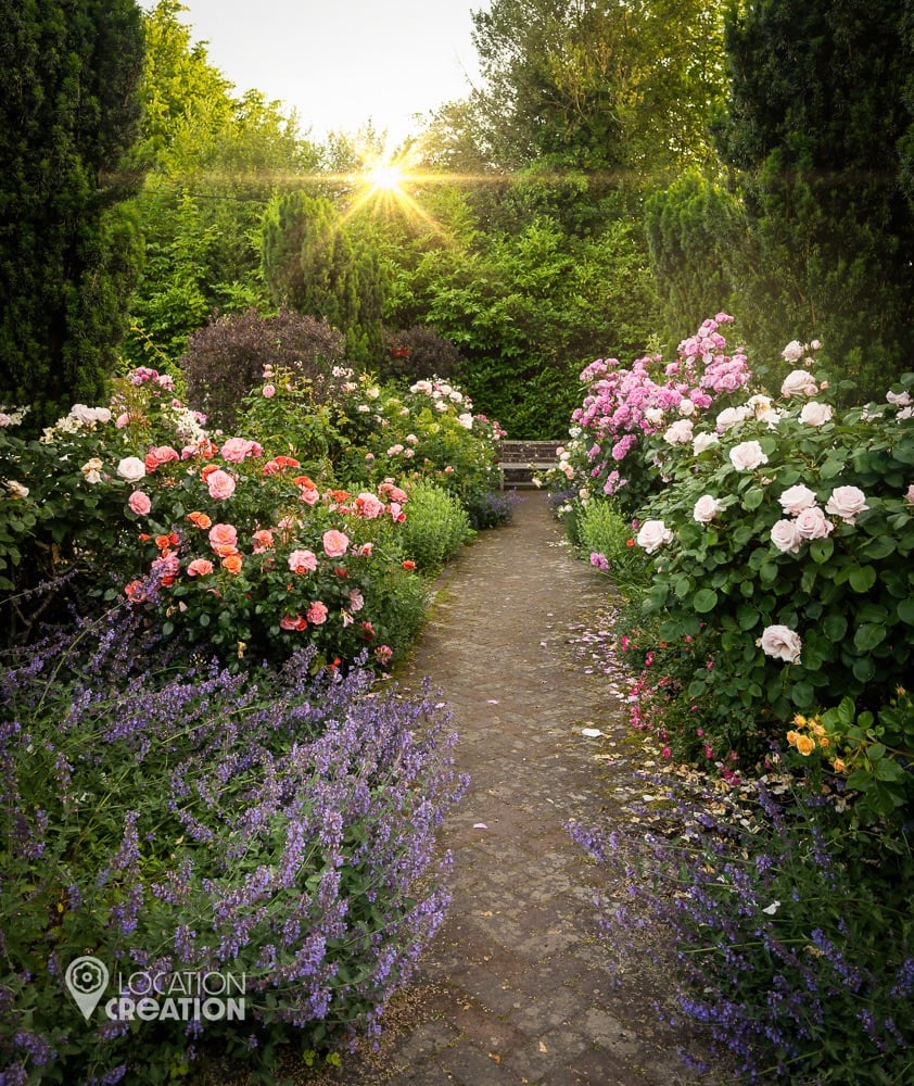 Location Creation Borde Hill Gold Standard Rose Bed