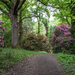 Location Creation Borde Hill Warren Wood