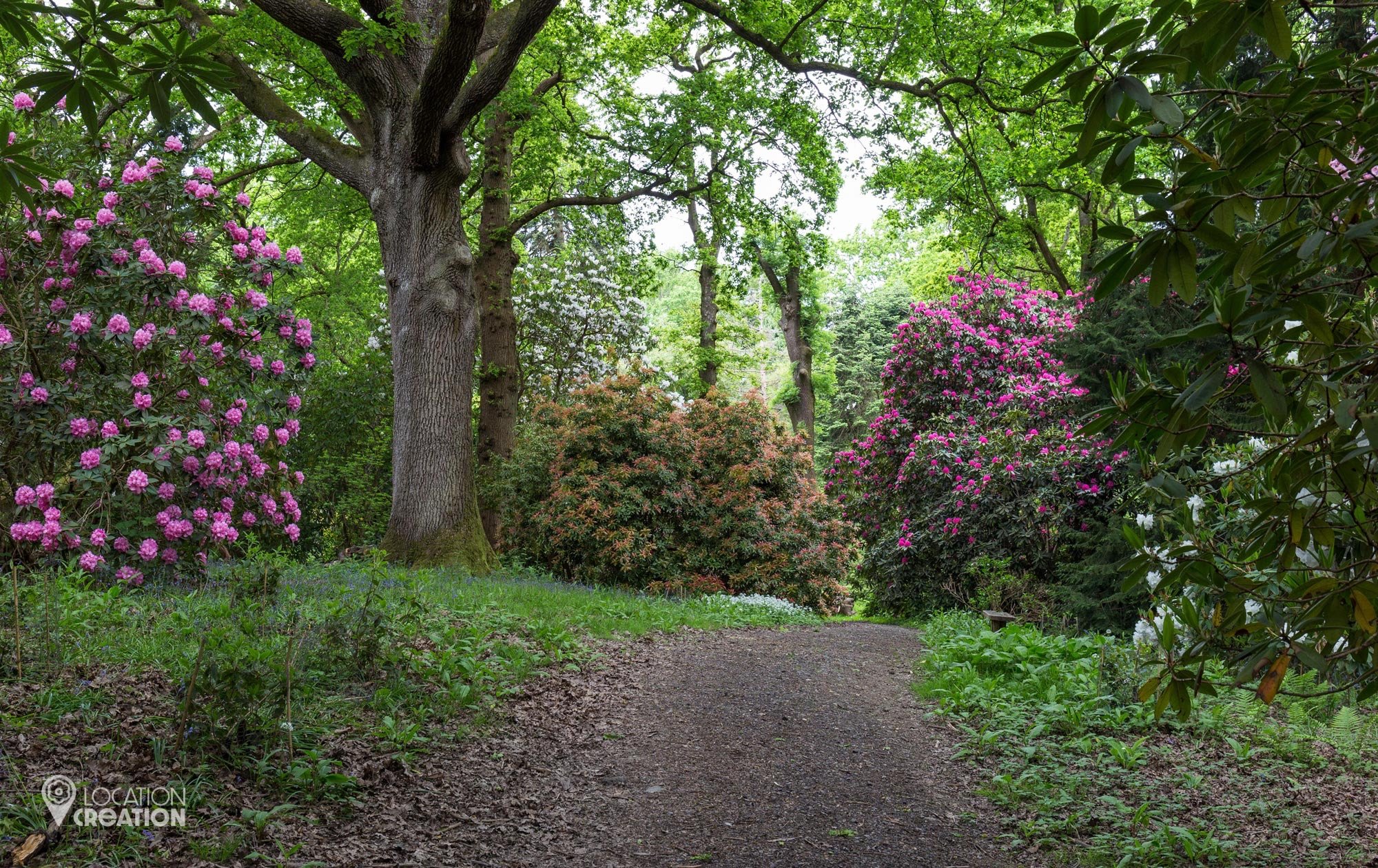Location Creation Borde Hill Warren Wood