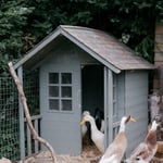 Location CreationKeythorpe HallDucks