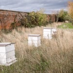 Location Creation The Walled GardenBee Hives