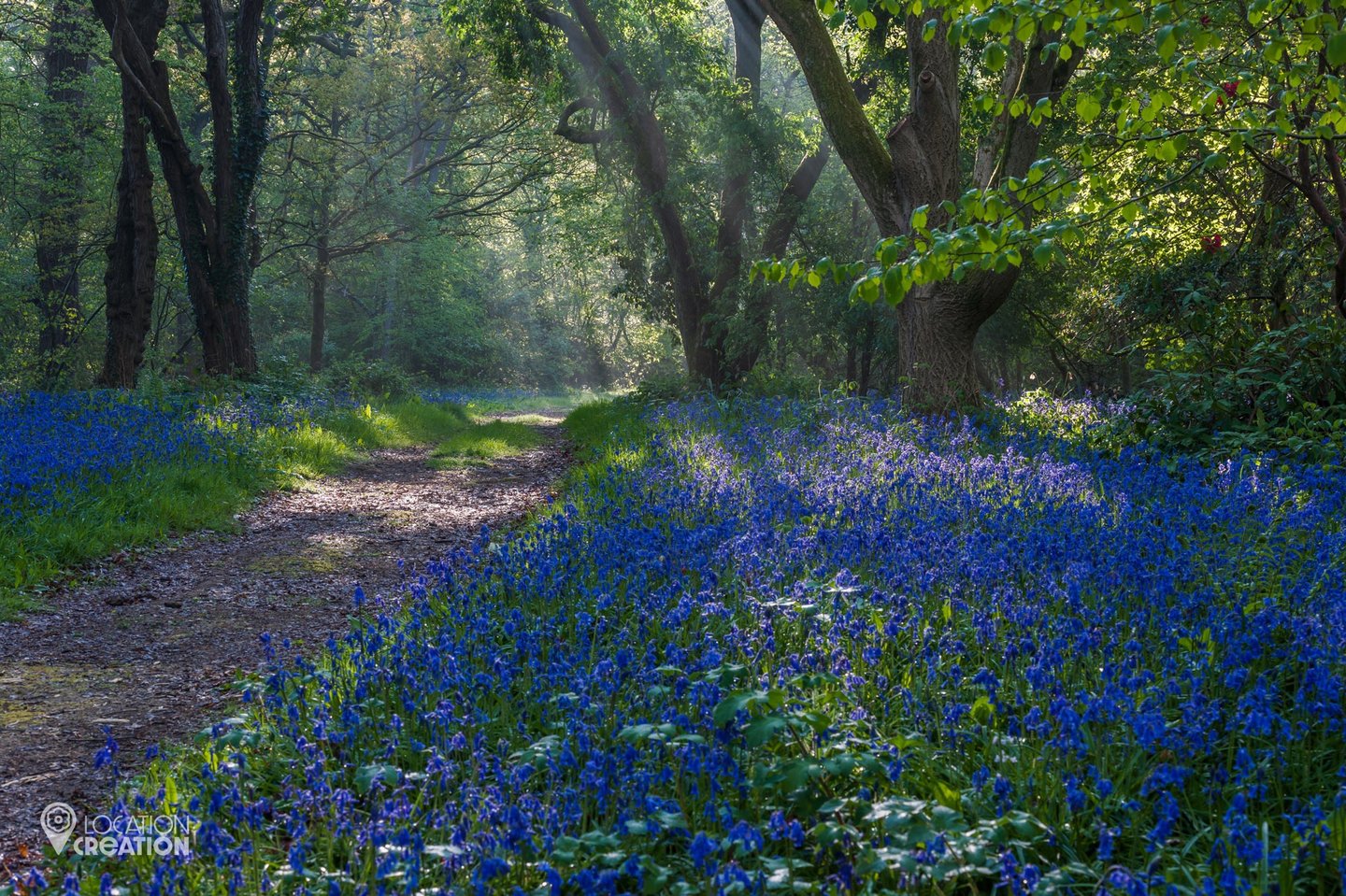 Location Creation Borde Hill Bluebells