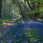 Location Creation Borde Hill Bluebells