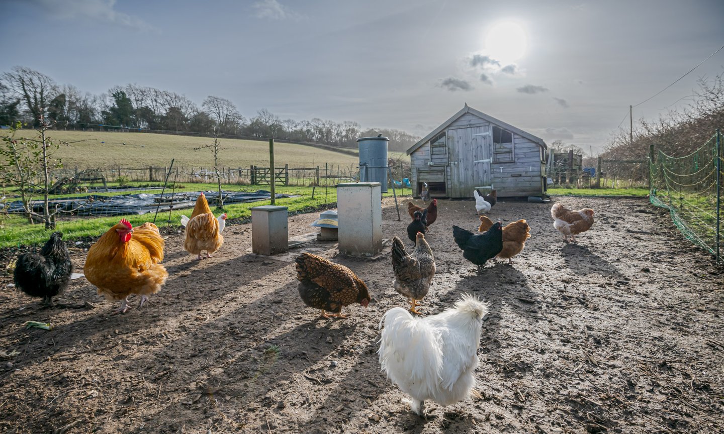 BM Chicken Pen