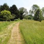 WM Meadow And Fields