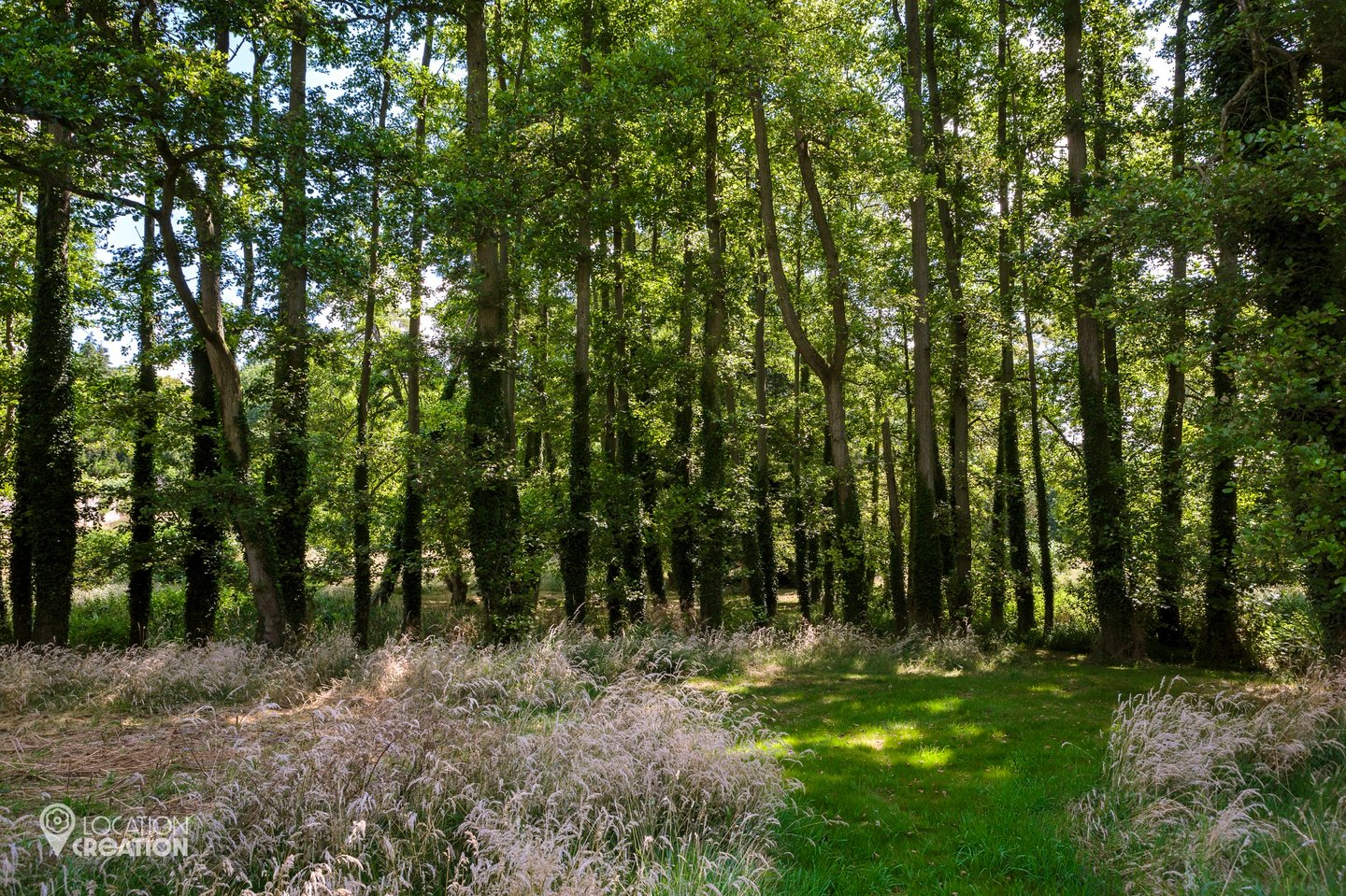 LocationCreationThe Grange Hampshirewoodland