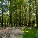 LocationCreationThe Grange Hampshirewoodland