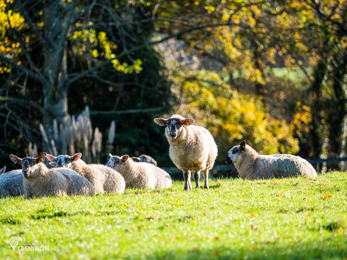 Location Creation St Edwards School Sheep