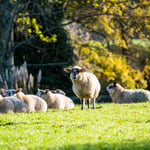 Location Creation St Edwards School Sheep