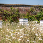 The Walled Gardenbeehives