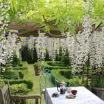 WM Wysteria Corner