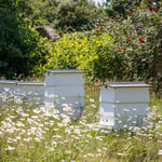 The Walled Gardenbeehives