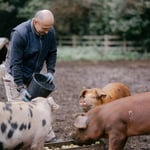 Location CreationKeythorpe Hallpigs