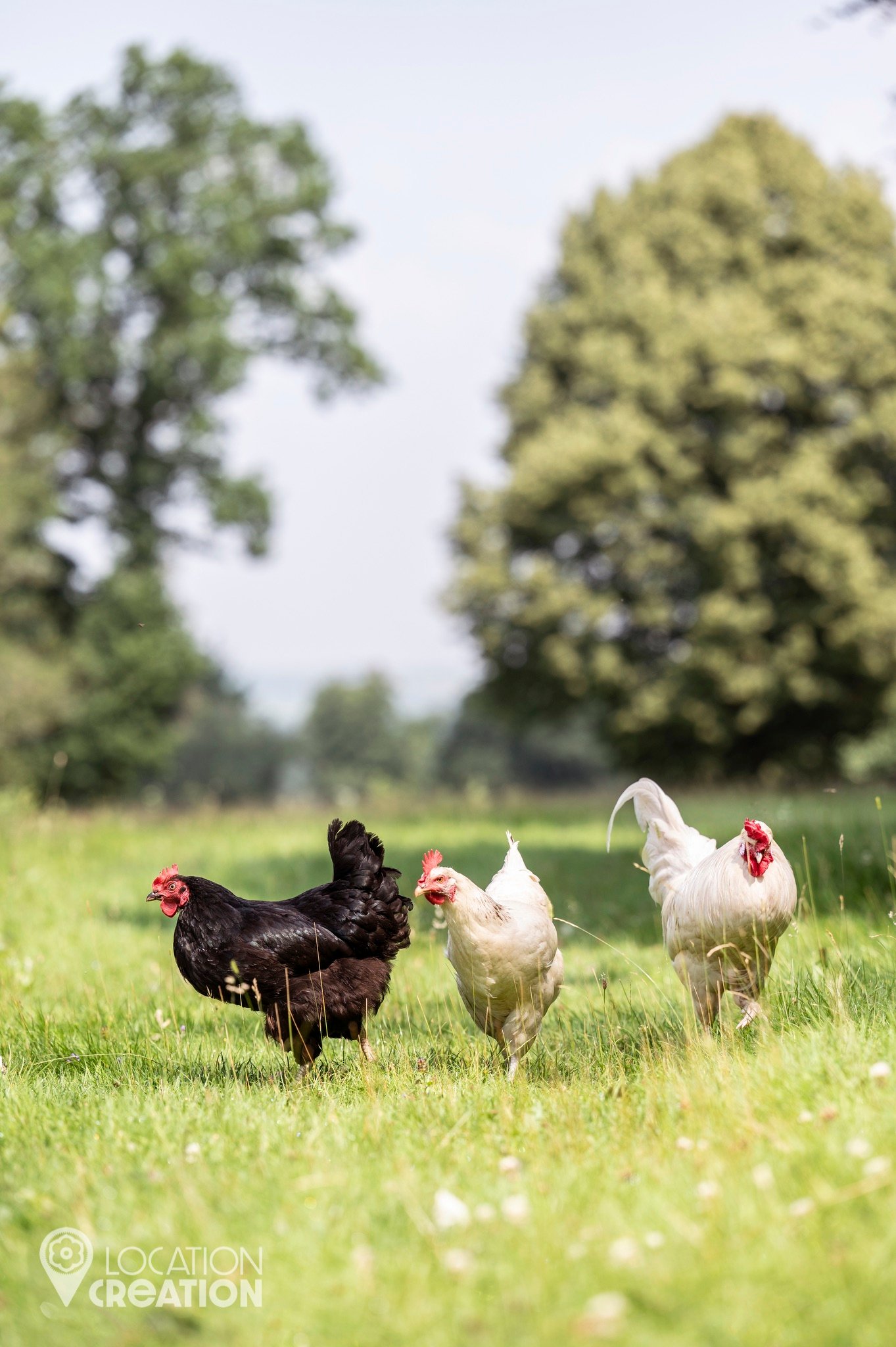 Location CreationKeythorpe HallChickens