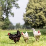 Location CreationKeythorpe HallChickens