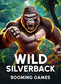Wild Silverback