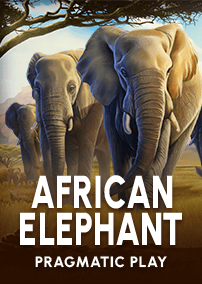 African Elephant