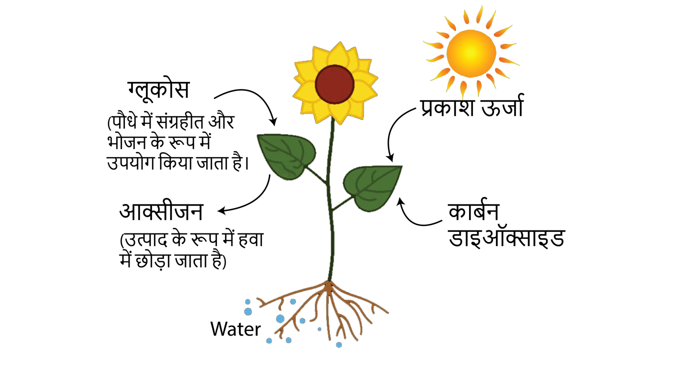 uploaded image