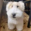 The Dog Sticker