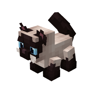 Siamese Cat