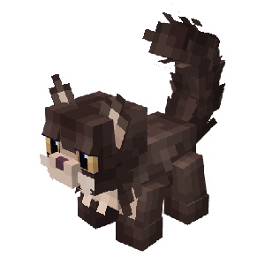 MaineCoon Cat