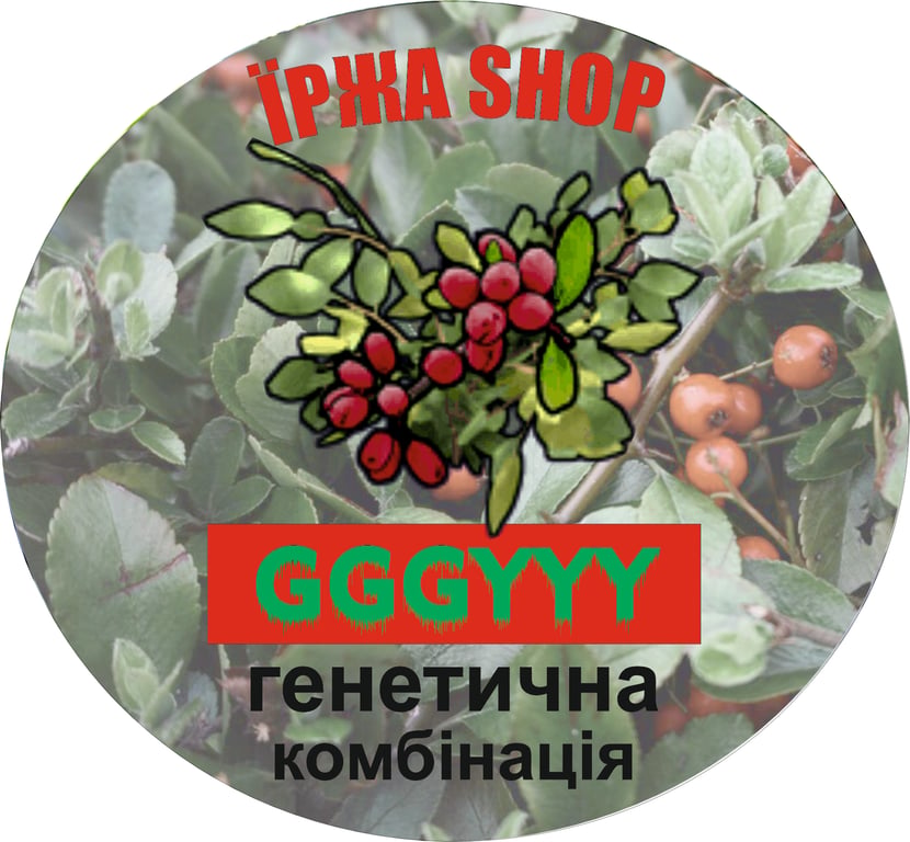 RedBerySet GGGYYY