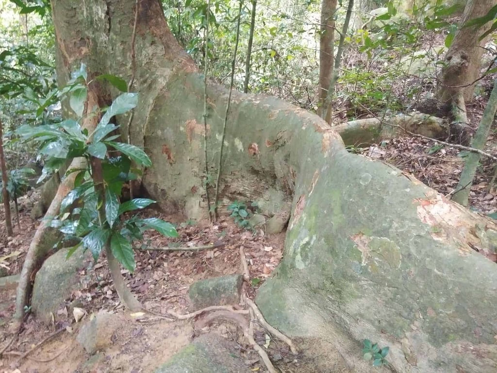 Jungle trekking route in Perhentian Besar island.