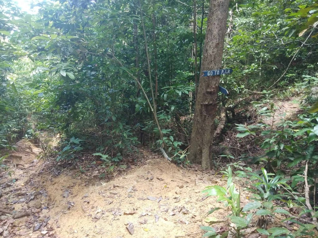 Jungle trekking route in Perhentian Besar island.