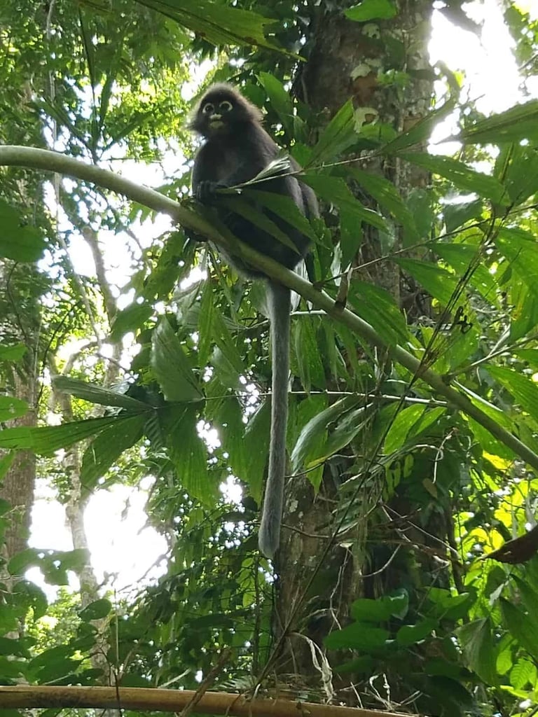 Jungle trekking route in Perhentian Besar island.