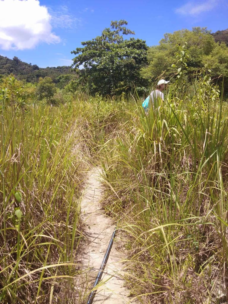 Jungle trekking route in Perhentian Besar island.