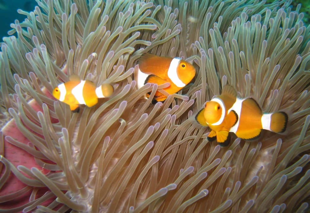 Snorkelling in Malaysia's Perhentian Islands.