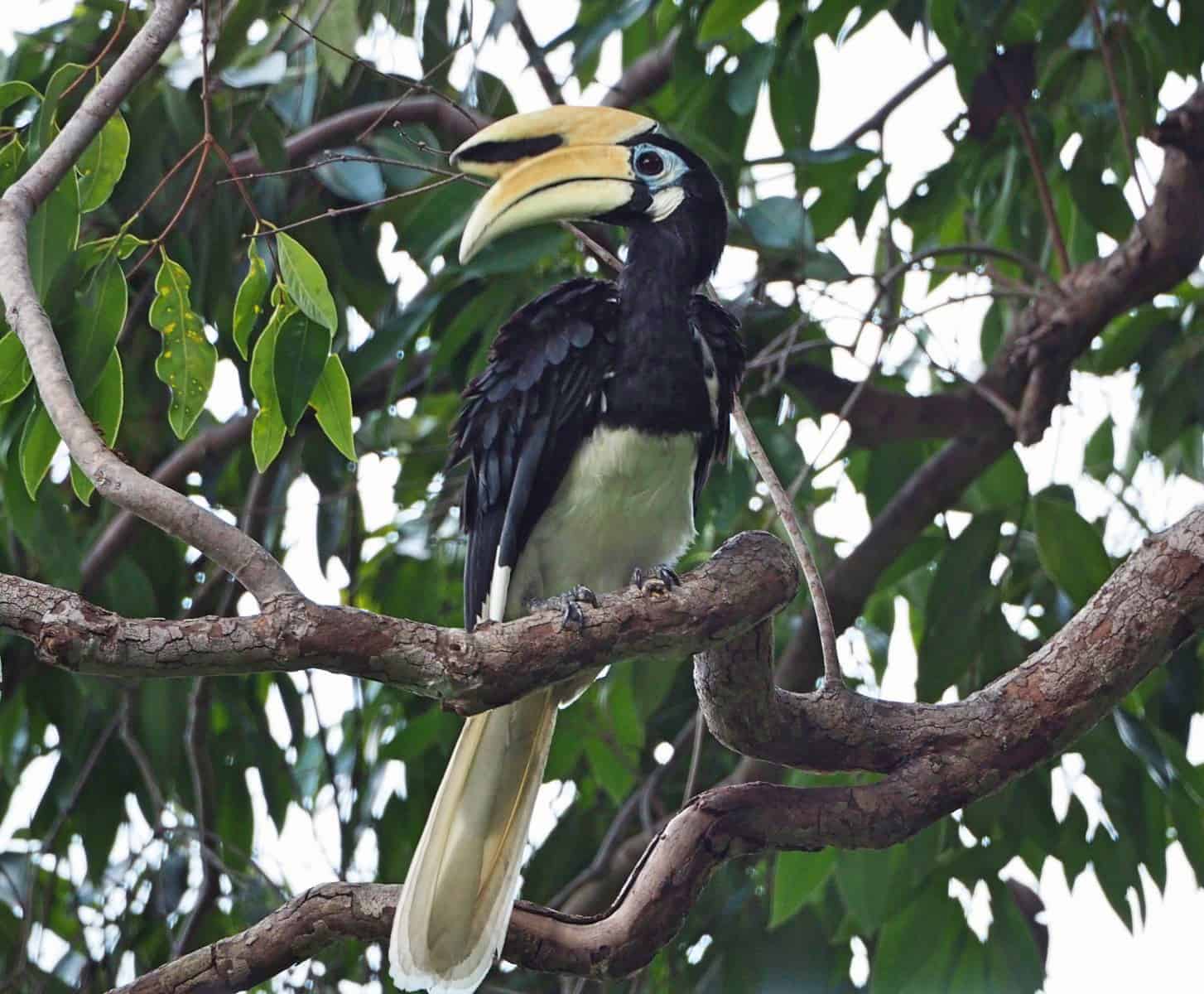A wild hornbill bird at Pangkor Laut Resort in Malaysia // travelmermaid.com
