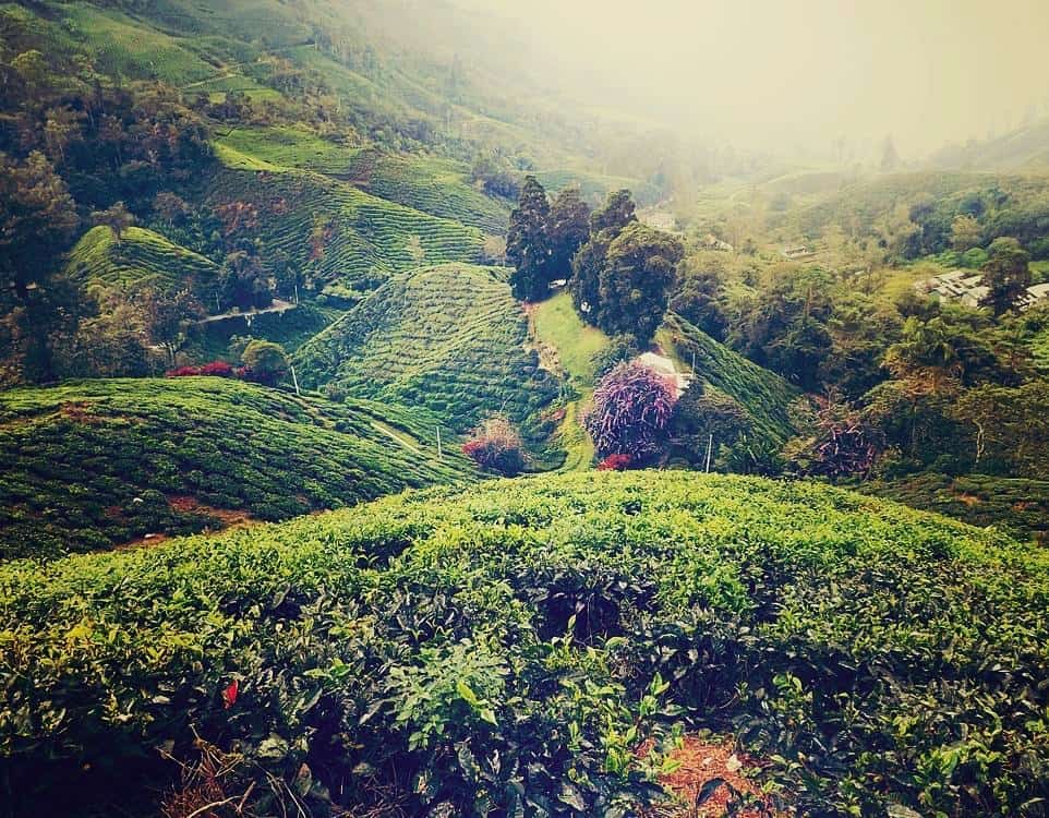 The lush fields at BOH tea plantation in Cameron Highlands, Malaysia // travelmermaid.com