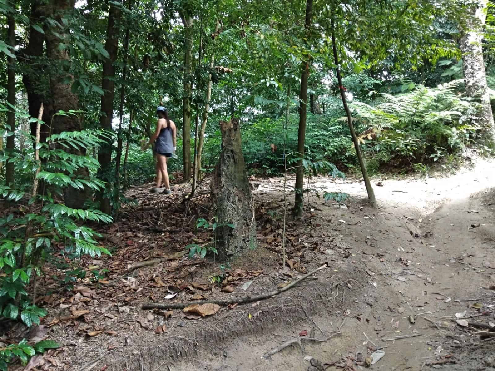 jungle-hiking-Kuala-Lumpur-Bukit-Kiara-trail-guide-TTDI-Mont Kiara-Malaysia ] Travel Mermaid