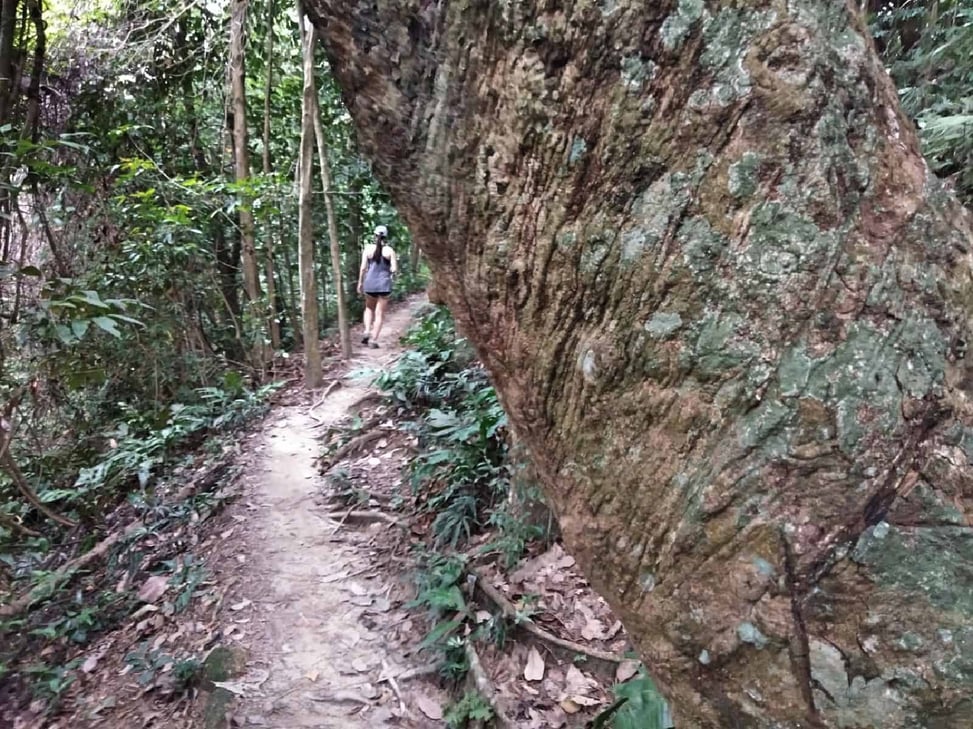 jungle-hiking-Kuala-Lumpur-Bukit-Kiara-trail-guide-TTDI-Mont Kiara-Malaysia ] Travel Mermaid