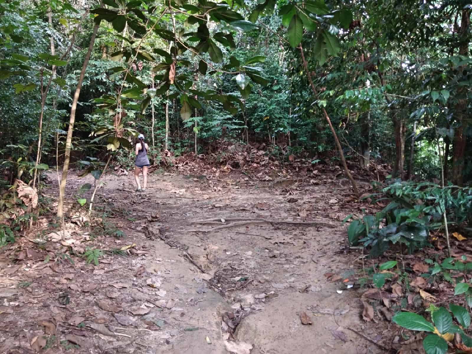 jungle-hiking-Kuala-Lumpur-Bukit-Kiara-trail-guide-TTDI-Mont Kiara-Malaysia ] Travel Mermaid