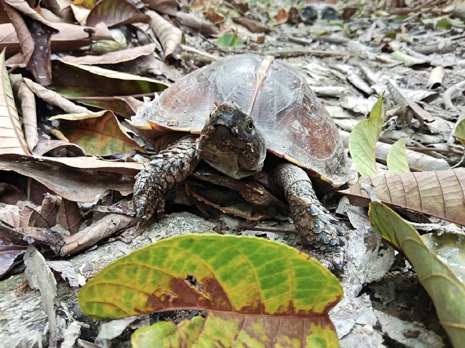 jungle-hiking-Kuala-Lumpur-Bukit-Kiara-trail-guide-TTDI-Mont Kiara-Malaysia ] Travel Mermaid