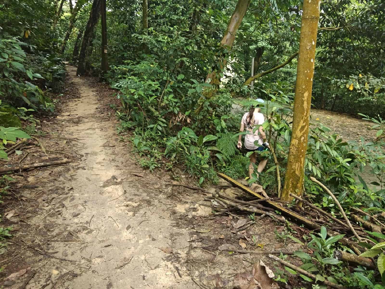 jungle-hiking-Kuala-Lumpur-Bukit-Kiara-trail-guide-TTDI-Mont Kiara-Malaysia ] Travel Mermaid