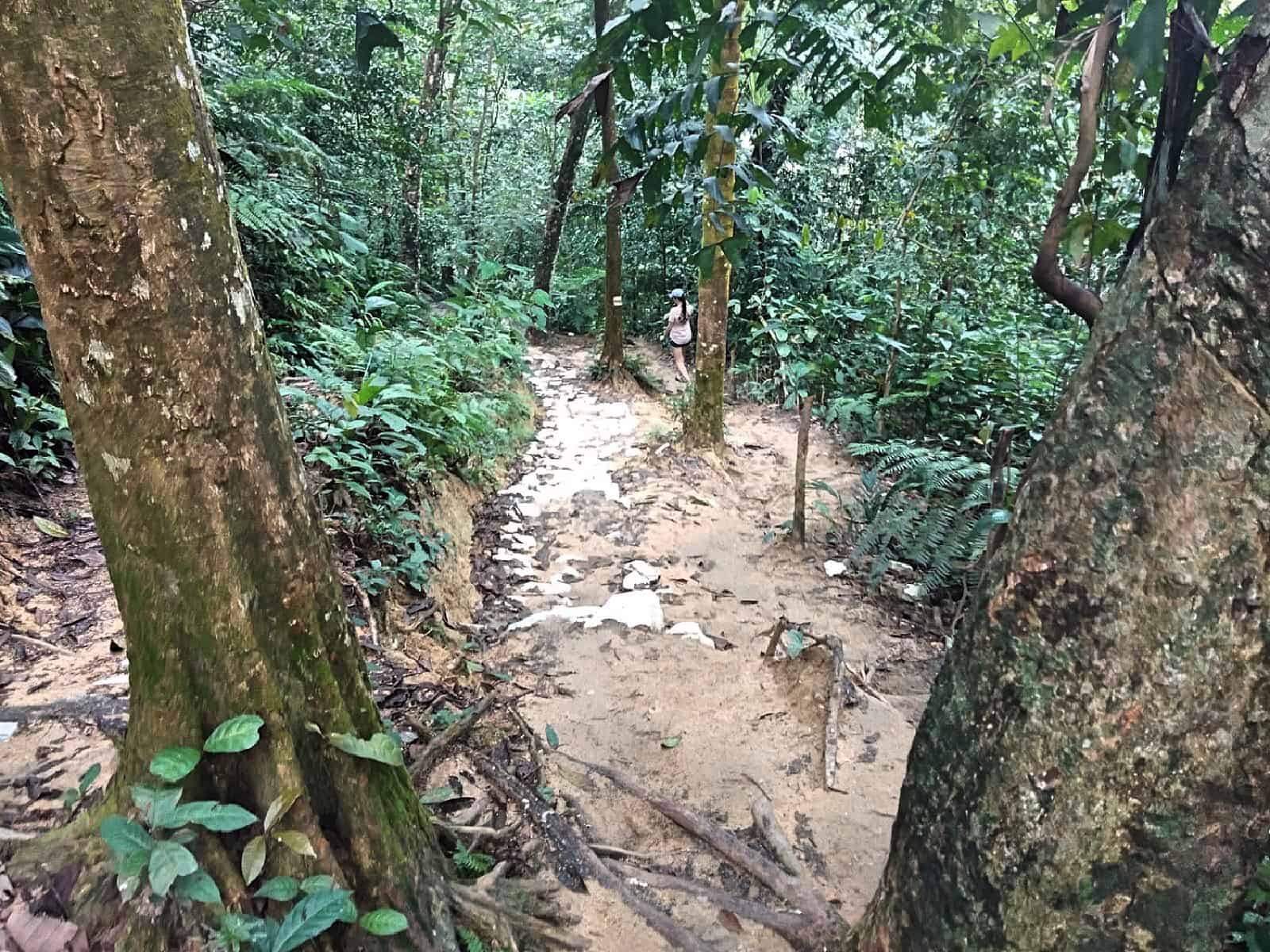 jungle-hiking-Kuala-Lumpur-Bukit-Kiara-trail-guide-TTDI-Mont Kiara-Malaysia ] Travel Mermaid