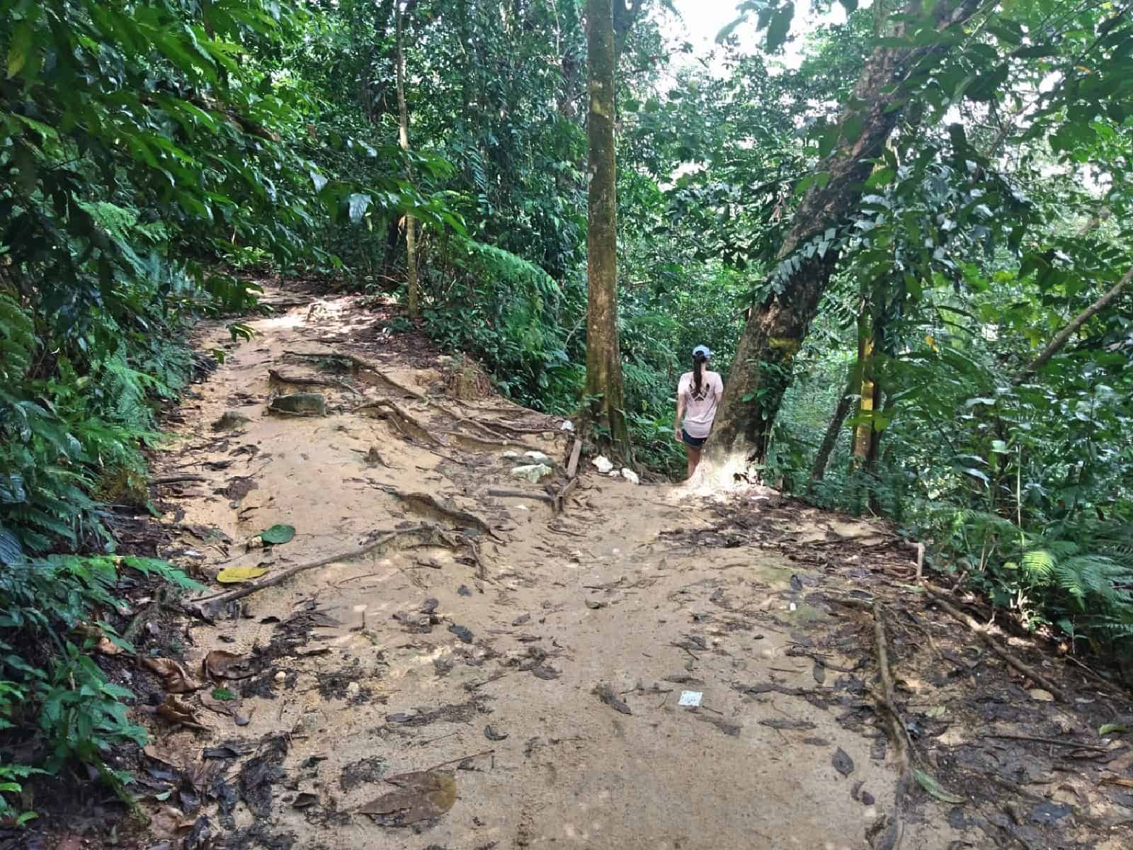 jungle-hiking-Kuala-Lumpur-Bukit-Kiara-trail-guide-TTDI-Mont Kiara-Malaysia ] Travel Mermaid