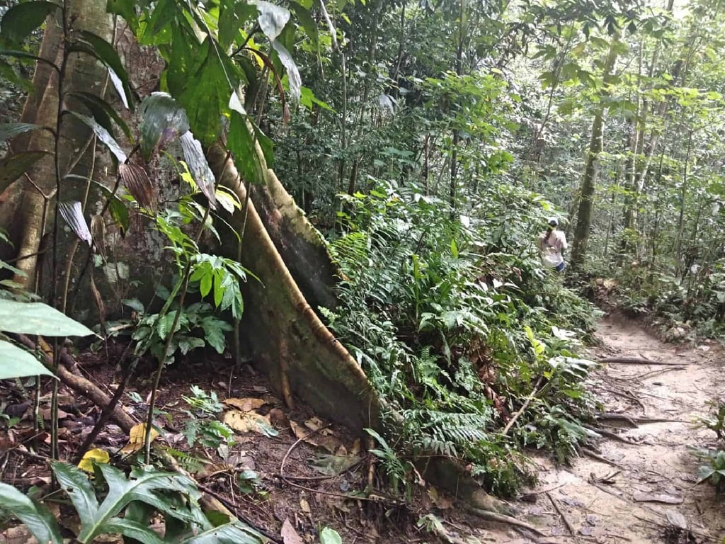 jungle-hiking-Kuala-Lumpur-Bukit-Kiara-trail-guide-TTDI-Mont Kiara-Malaysia ] Travel Mermaid