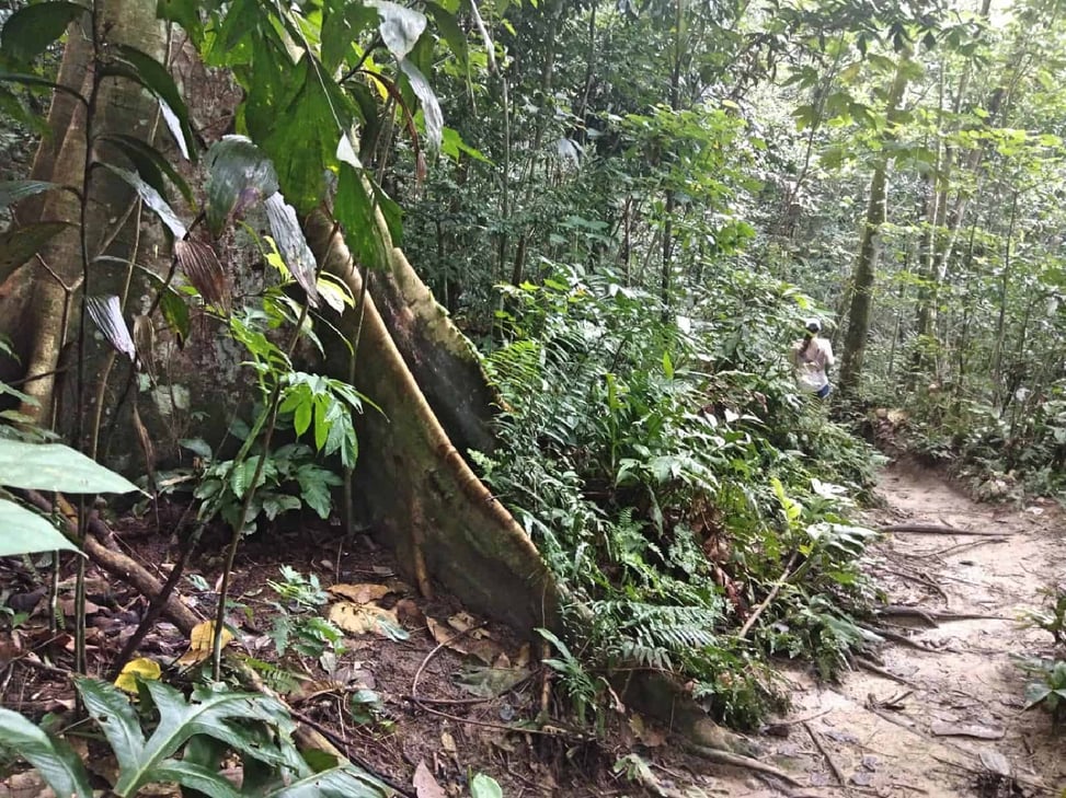 jungle-hiking-Kuala-Lumpur-Bukit-Kiara-trail-guide-TTDI-Mont Kiara-Malaysia ] Travel Mermaid