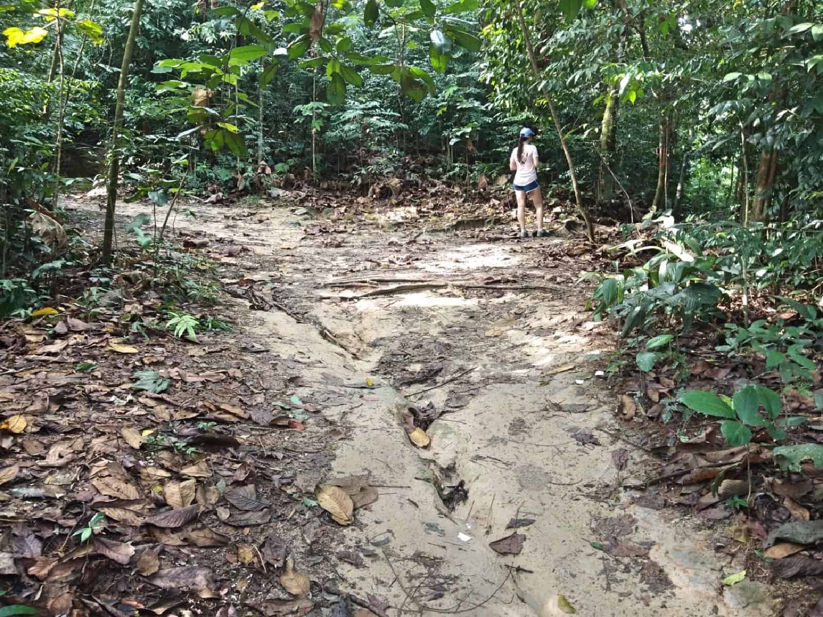 jungle-hiking-Kuala-Lumpur-Bukit-Kiara-trail-guide-TTDI-Mont Kiara-Malaysia ] Travel Mermaid