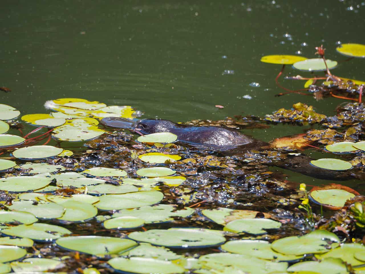 A platypus in the Atherton Tablelands- Far North Queensland // Travel Mermaid