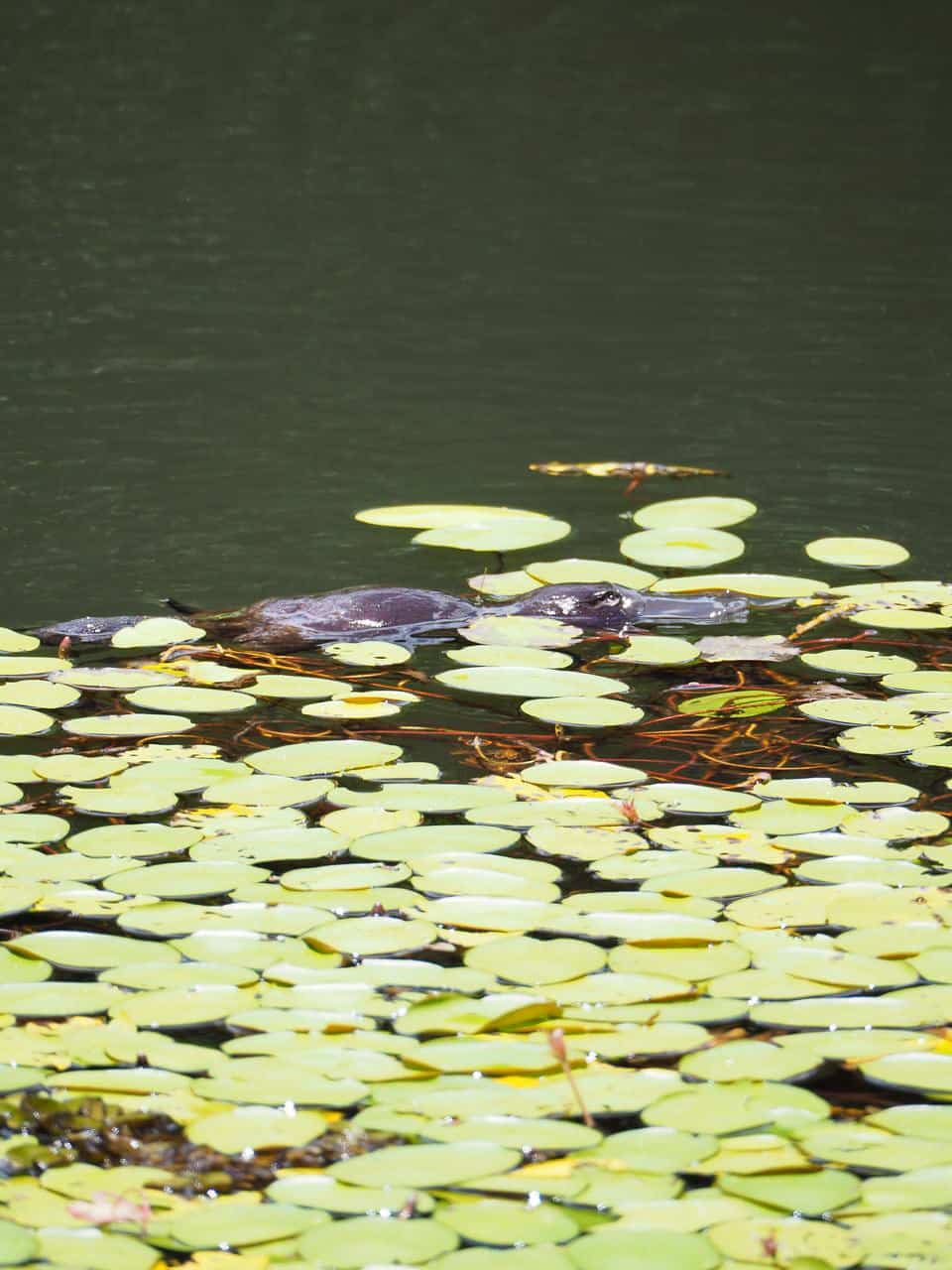 A platypus in the Atherton Tablelands- Far North Queensland // Travel Mermaid