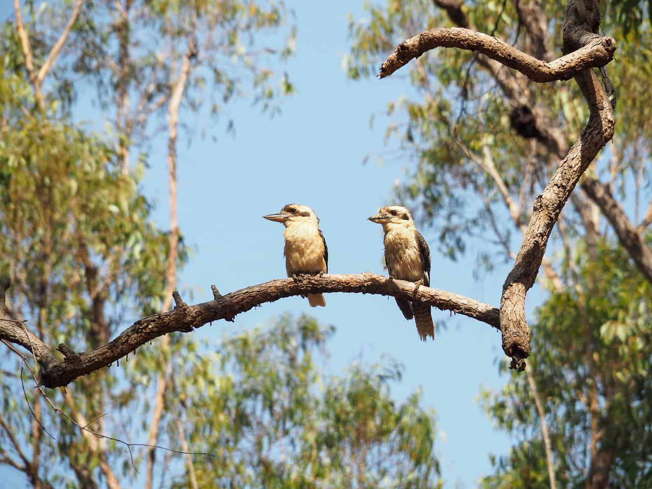 Two kookaburras at Camp Barrabadeen in North Queensland // TravelMermaid.com