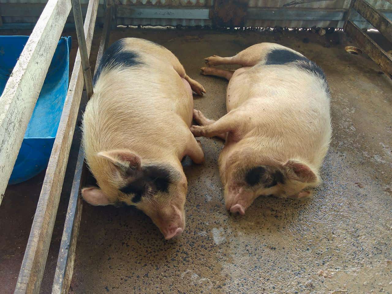 Pigs at Gallo Dairyland in Atherton Tableland's Yungaburra- North Queensland, Australia // Travel.Mermaid.com