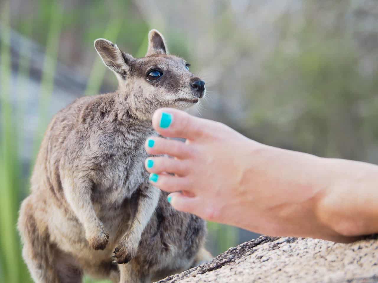 A Mareeba Rock Wallaby at Granite Gorge, Far North Queensland // Travel Mermaid